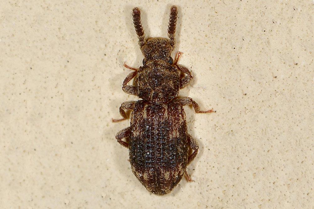 Corticus celtis (Zopheridae)